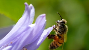 Les abeilles "comptent" de gauche à droite