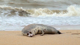 More than 130 seals found dead on Caspian beaches