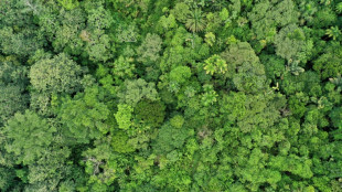 Les forêts tropicales menacées par des températures incompatibles avec la photosynthèse