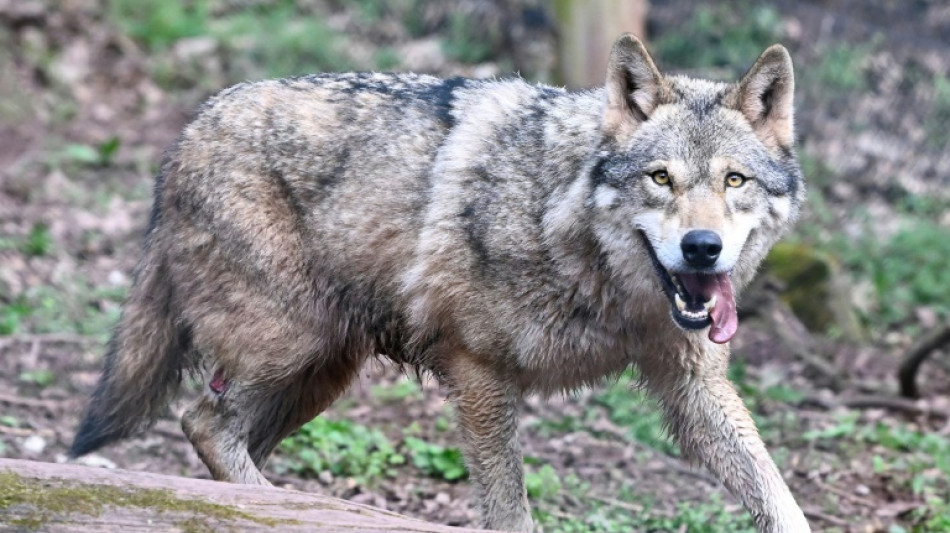 L'Etat autorise à abattre jusqu'à 192 loups en 2025, pas assez pour les éleveurs