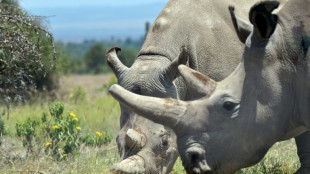 IVF breakthrough could revive nearly extinct rhino species