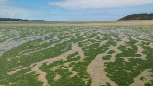 Algues vertes: la justice ordonne à l'État de renforcer son action contre les pollutions aux nitrates