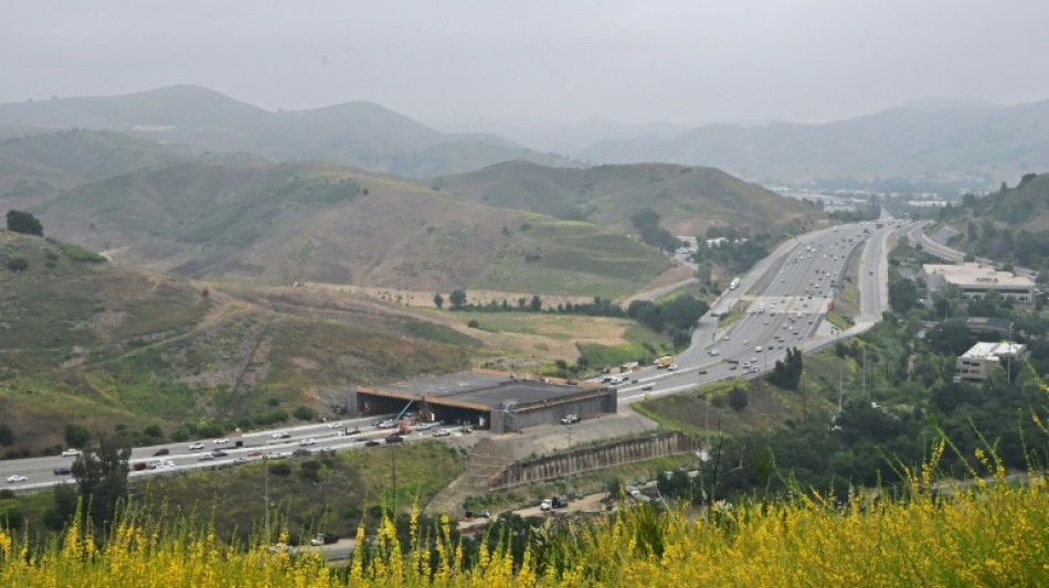 Animal crossing: Highway bridge aims to save California's cougars