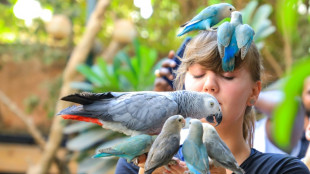 A Khartoum, un sanctuaire végétal accueille des oiseaux exotiques