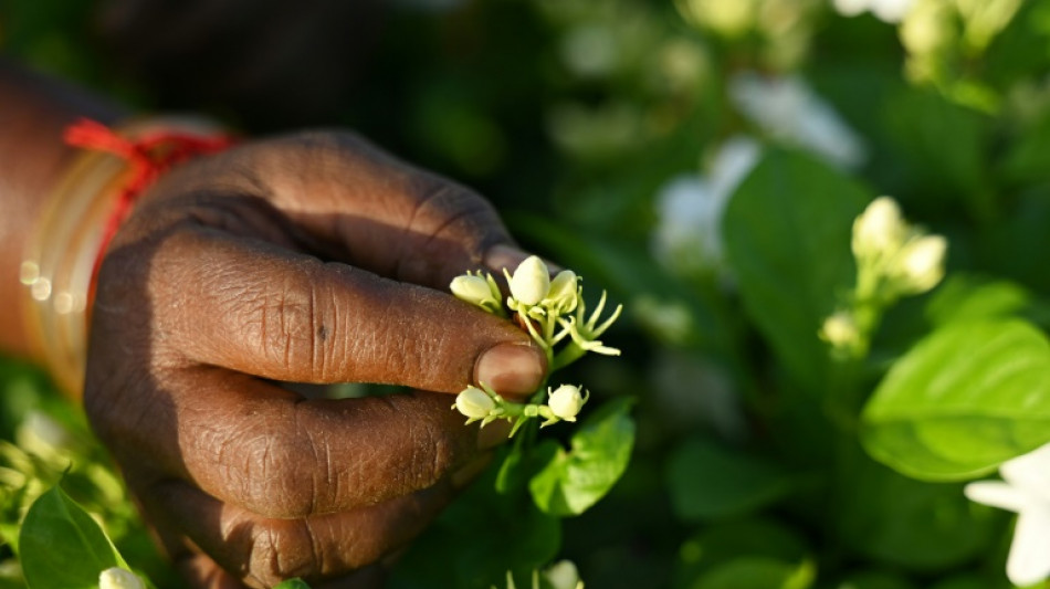 Jasmim da Índia, o discreto ingrediente da perfumaria mundial