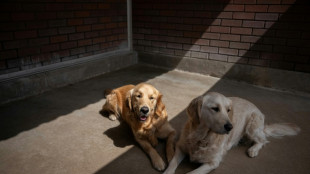 Long waits as UK hit by guide dog shortage