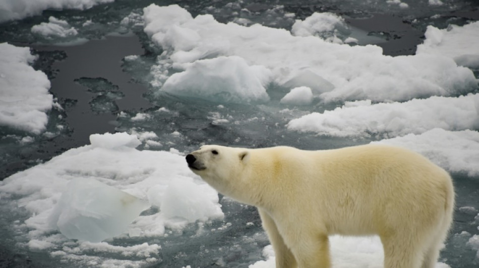 Des ours polaires aux eaux souterraines, "aucun écosystème n'échappe" aux "polluants éternels"