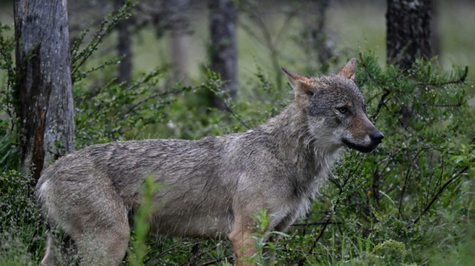 La protection du loup menacée de déclassement