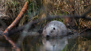 Dam fine: beavers save Czech treasury $1 million