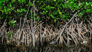 50% des écosystèmes de mangrove risquent de s'effondrer (UICN)