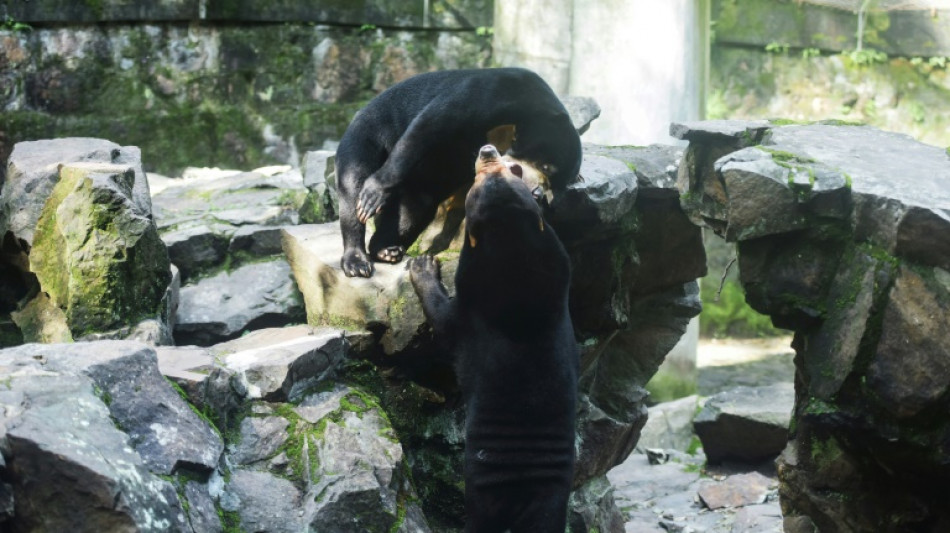 Zoológico chinês nega que um de seus ursos seja um humano disfarçado