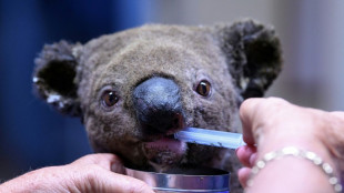 Australiens Pflanzen- und Tierwelt durch Brände und Klimawandel zunehmend bedroht