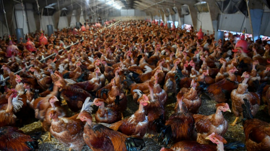 Calls for UK govt to allow bird flu vaccines for poultry