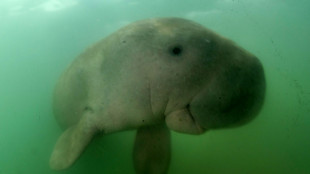 Sea cows, abalone, pillar coral now threatened with extinction