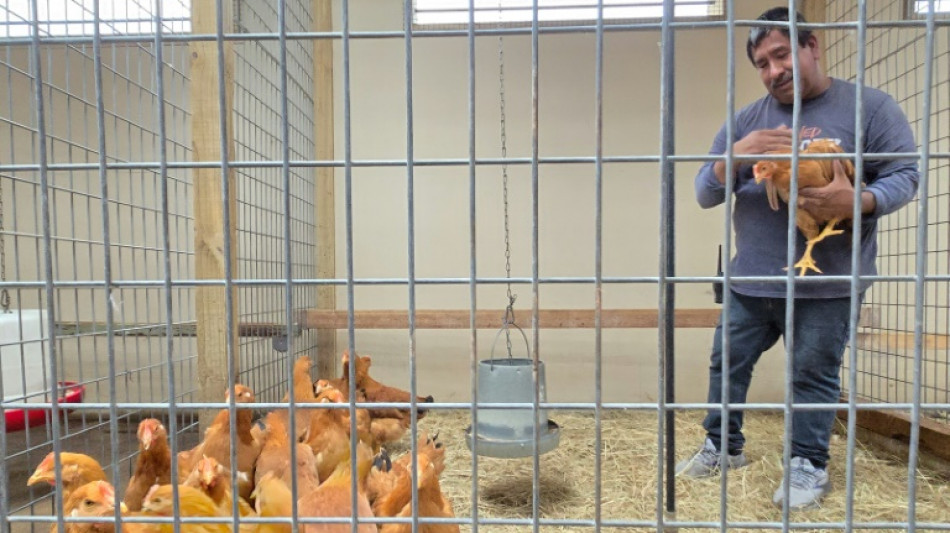 Facing egg shortage, Americans bring chickens home to roost