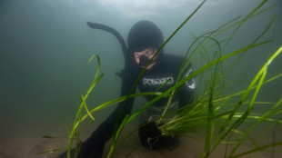 Researchers discover 1,400-year-old seagrass in Finland