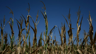 Sécheresse historique et canicule mettent à mal l'agriculture française