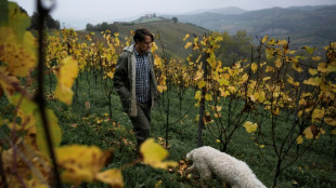 La trufa blanca, el "oro" de Italia amenazado por los estragos del clima