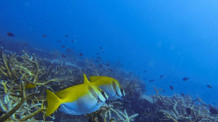 El mundo del buceo, preocupado por el blanqueamiento de los corales