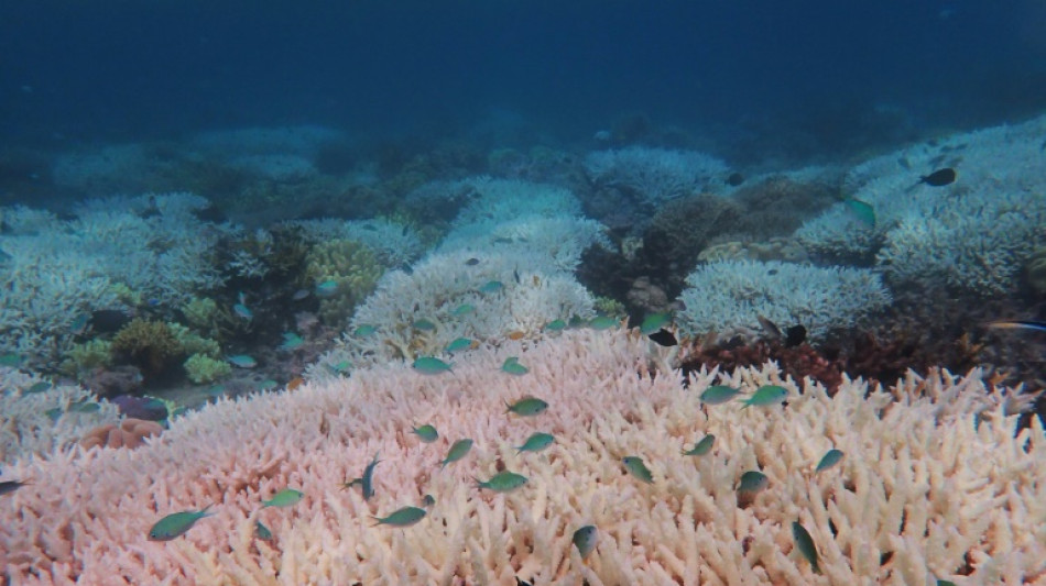 Summer heatwave bleaches 91% of Great Barrier Reef: report