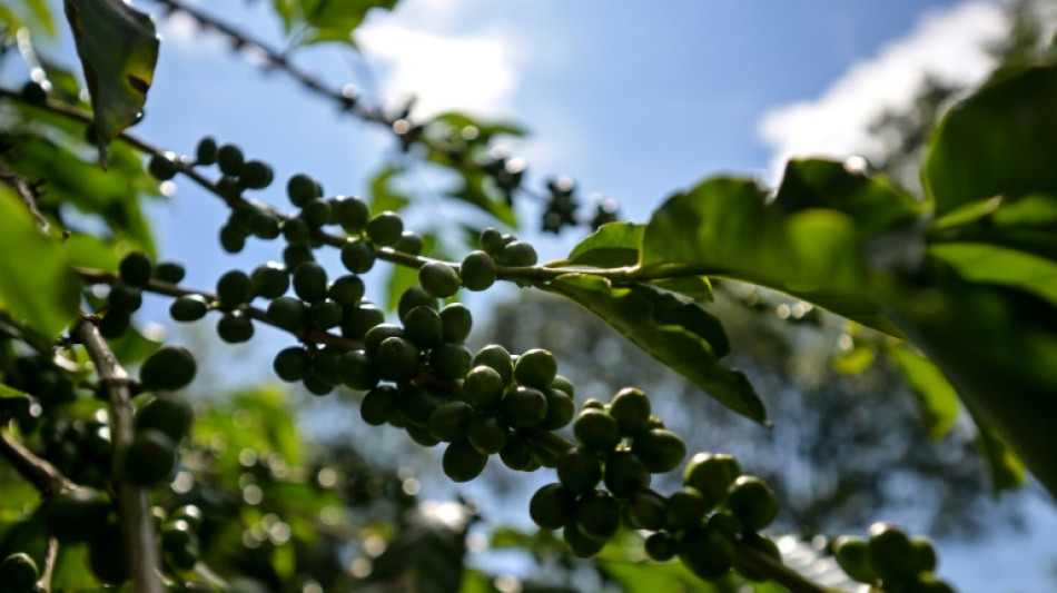 "Demasiado seco": cafetales de Brasil padecen el clima y disparan precio mundial del grano