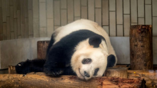 Japan bids farewell to four pandas returning to China