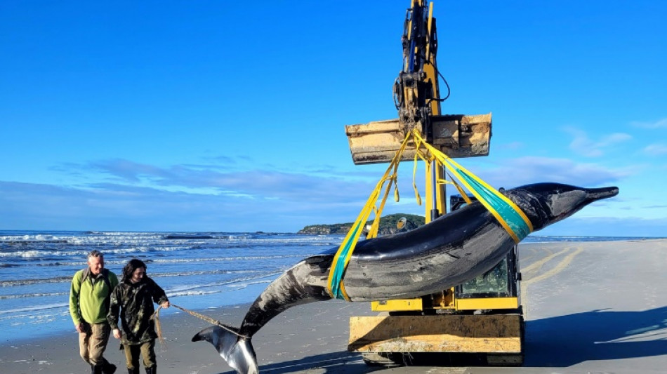 New Zealand scientists dissect world's rarest whale