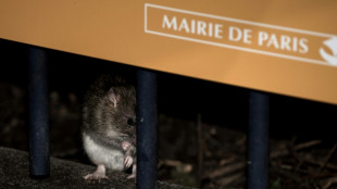 Cohabitation ou éradication: à Paris, le sort des rats divise les élus