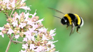 Queen bumblebees surprise scientists by surviving underwater