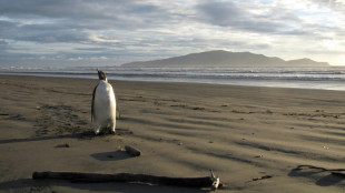 El deshielo precoz de la Antártida diezma a los pingüinos emperador