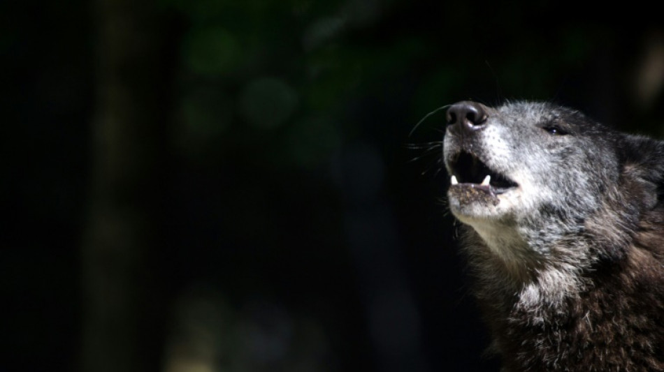 Dans le massif du Vercors, on hurle avec les loups pour les débusquer