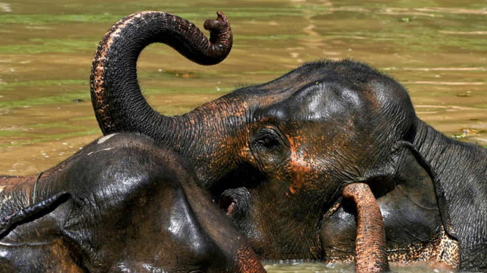 Researchers analyse DNA from dung to save Laos elephants