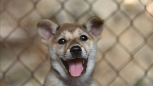 Hundebesitzer in Niedersachsen verbarrikadiert sich aus Angst vor eigenem Tier