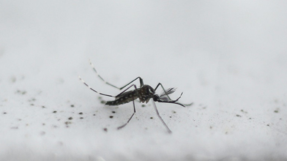 Djibouti experiments with GM mosquito against malaria