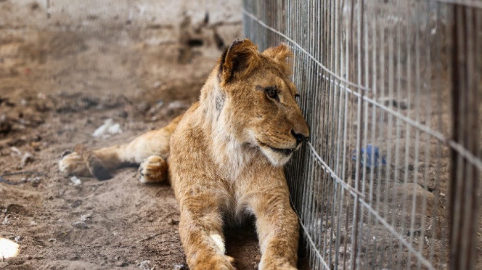 Un guardián de zoológico cuida los animales evacuados de la ciudad gazatí de Rafah