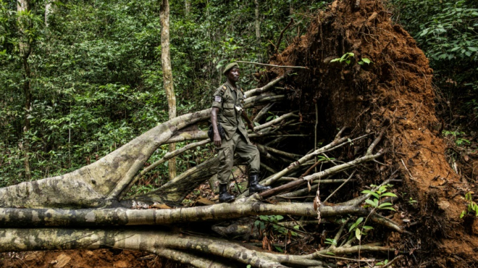 Les gardiens de Kambui livrent un combat inégal contre les chercheurs d'or et la déforestation