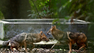 Habitat loss stokes rabid jackal attacks in Bangladesh