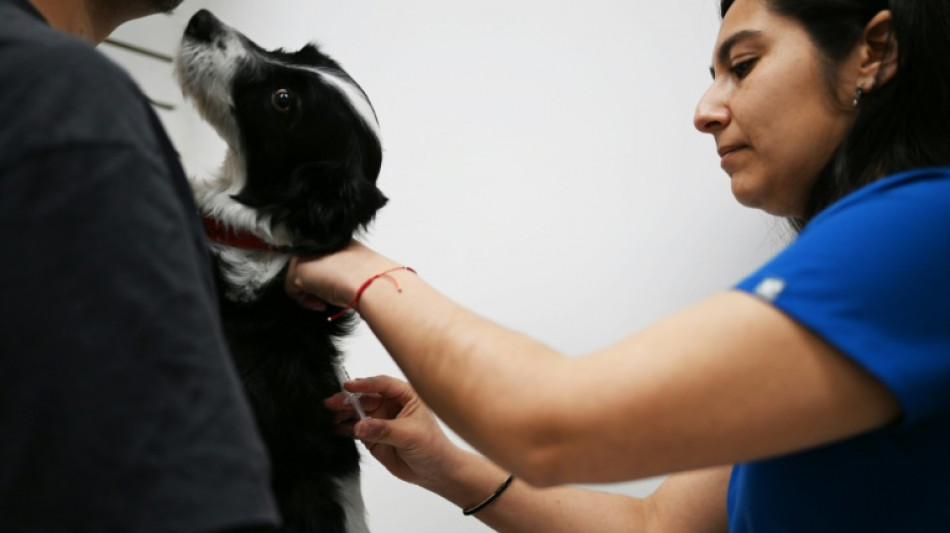 Chile começa a aplicar vacina que esteriliza cães temporariamente