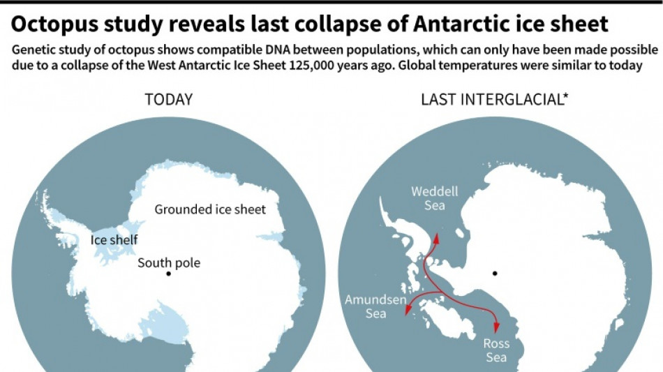 Antarctic octopus DNA reveals ice sheet collapse closer than thought