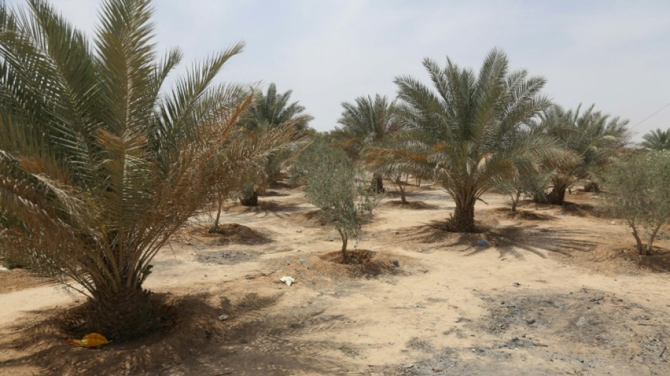 El "cinturón verde" de Kerbala, en Irak, olvidado en la titubeante lucha por el clima