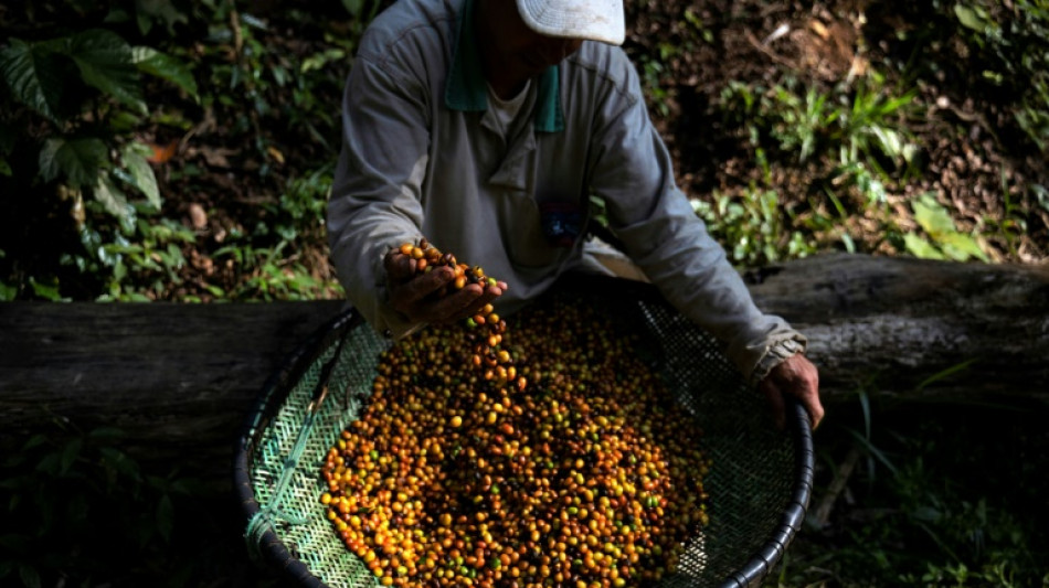 Au Brésil, un café bio d'exception extrait de la fiente de faisan