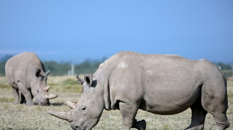 Primera fecundación in vitro de un rinoceronte blanco, un avance para salvar la especie