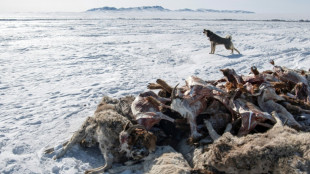 2 million animals dead as extreme winter weather hits Mongolia