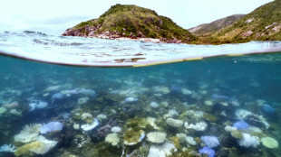 Nearly half of tropical coral species face extinction: report