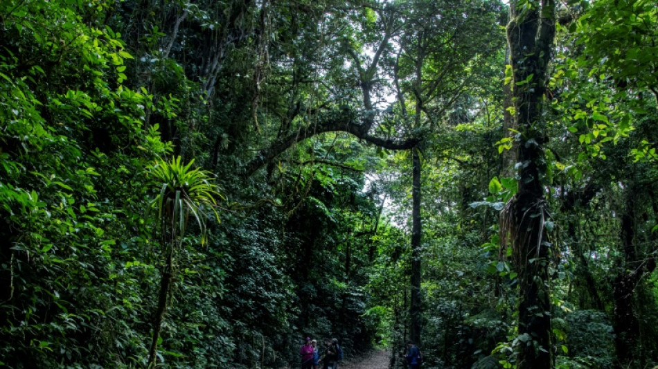 In Costa Rica, climate change threatens 'cloud forest'