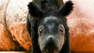 Rare birth of Sumatran rhino brings hope for endangered species