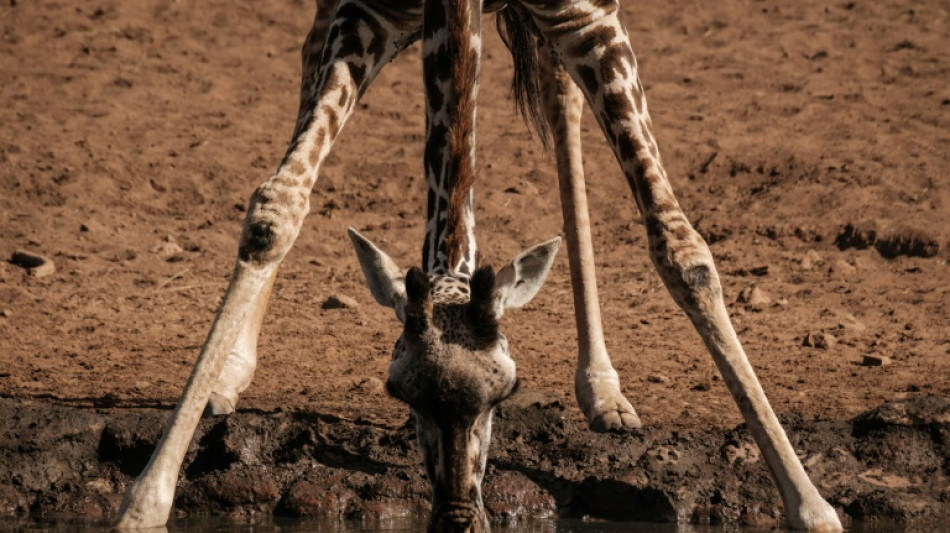 Rare naissance de girafons jumeaux au Kenya