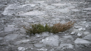 Discarded Christmas trees, a gift to Stockholm's fish