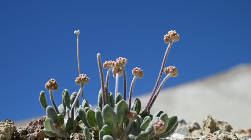 Les Etats-Unis autorisent une mine de lithium sur les terres d'une fleur unique au monde