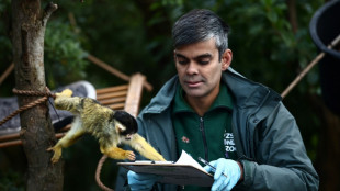 Bébés gorilles, manchots et lionceaux : le zoo de Londres fait son inventaire